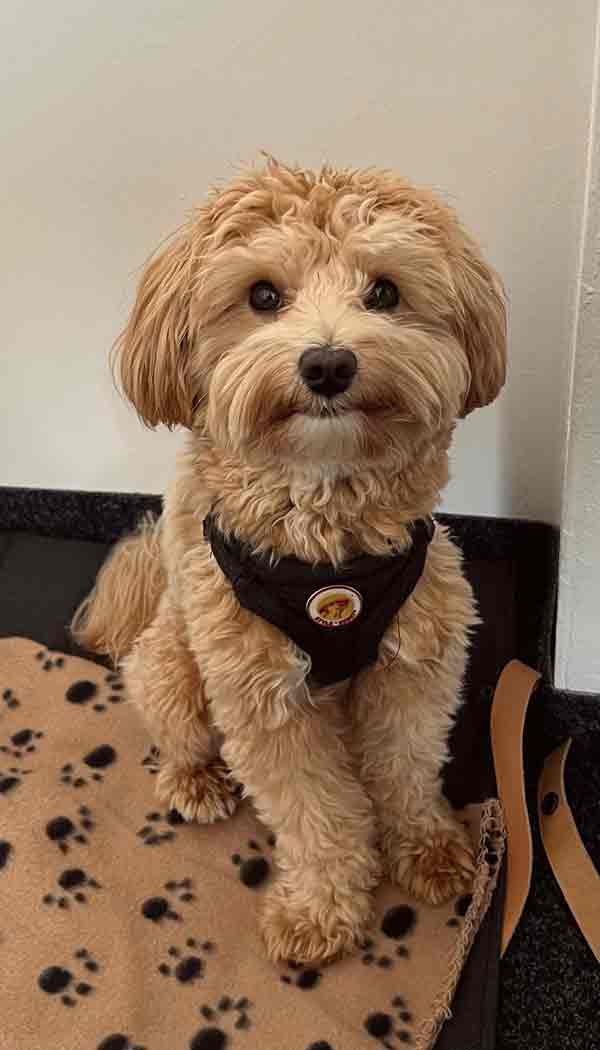 Tierphysiotherapie Patient Carlo