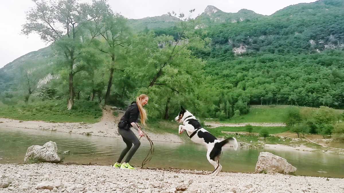 Schmerztherapie - Tierphysiotherapie in München und Umgebung